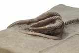 Fossil Crinoid Plate (Two Species) - Crawfordsville, Indiana #215818-4